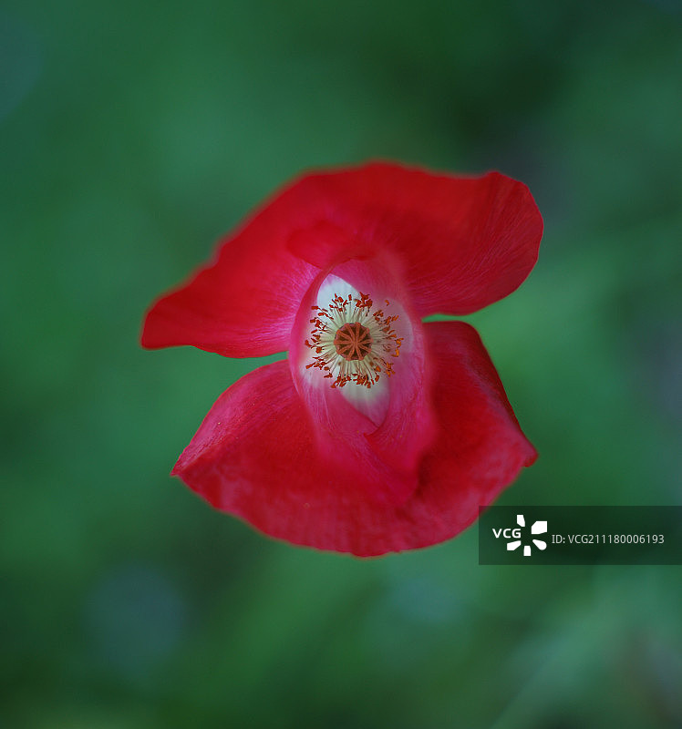 Tomioka Tominon 55mm 1:1.2图片素材