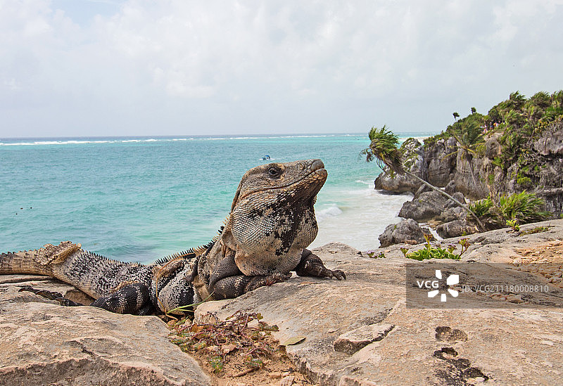 海岸之王图片素材