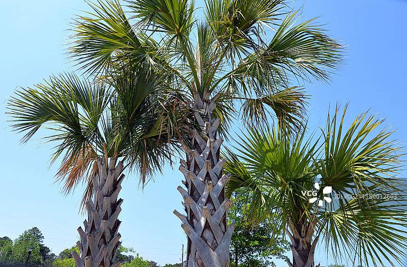棕榈树木图片素材