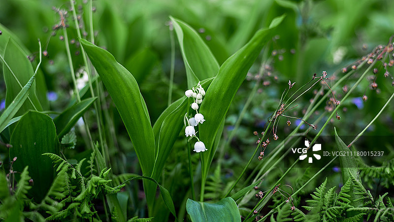 绿色世界：铃兰图片素材