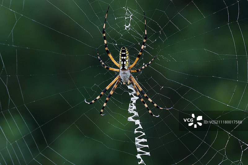 香蕉蜘蛛图片素材
