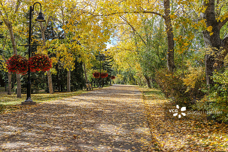 通往金色的道路图片素材