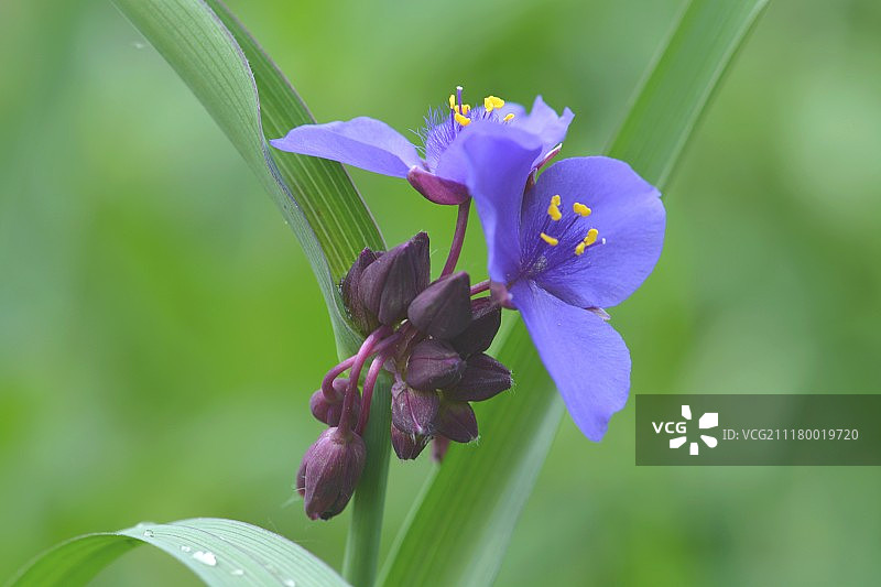 弗吉尼亚紫露草2图片素材