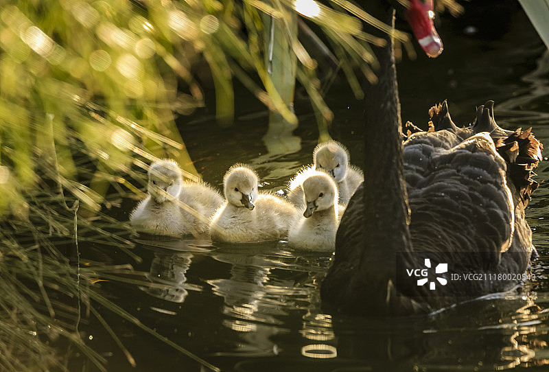 天鹅一家图片素材