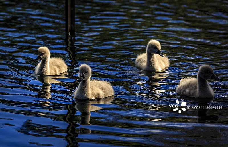 小天鹅宝宝图片素材