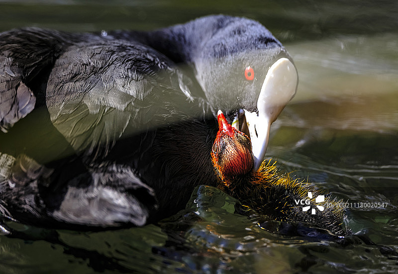 一家人图片素材
