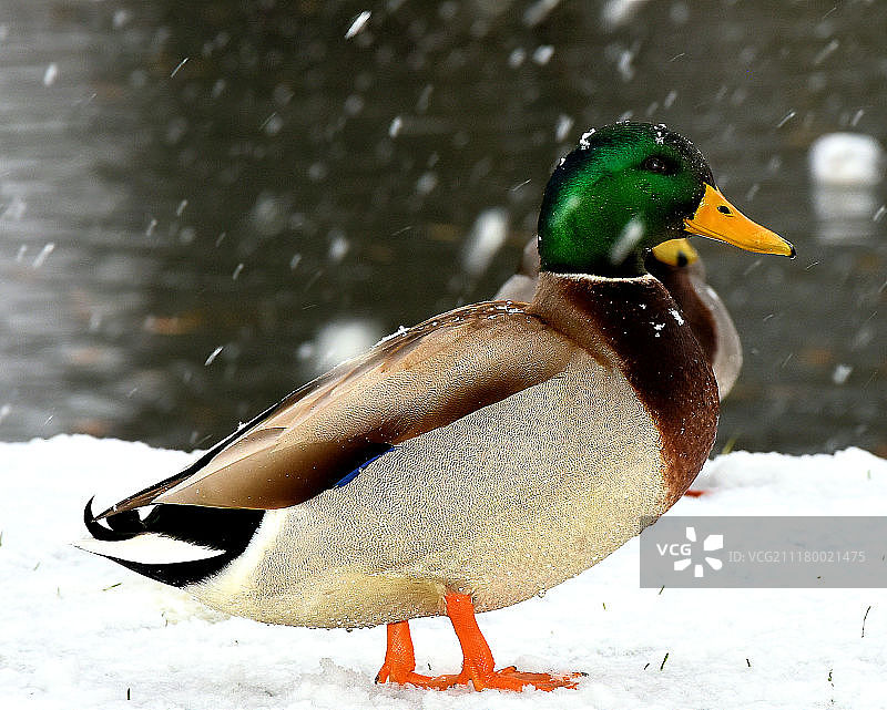 湖中游泳的鸭子特写图片素材