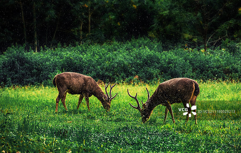 两只水鹿在草地上吃草图片素材