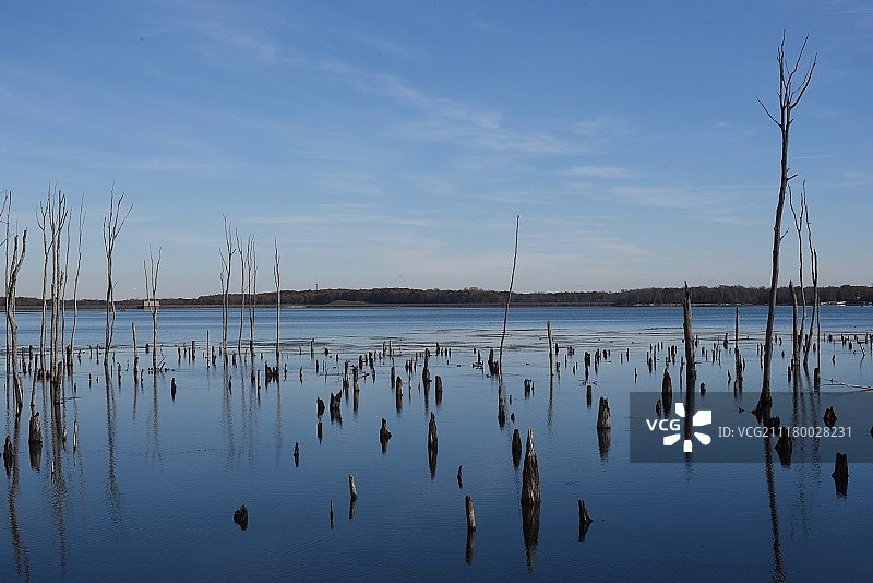 水中的树木图片素材