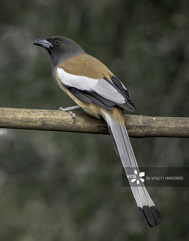 棕腹树鹊图片素材