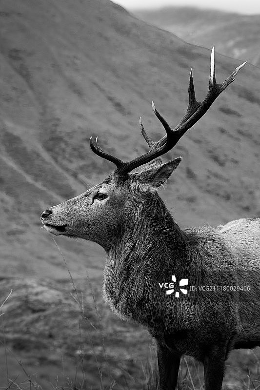 黑白野生雄鹿图片素材