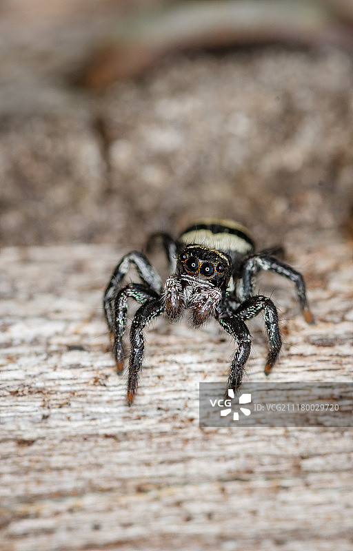法属圭亚那斑马跳蛛图片素材