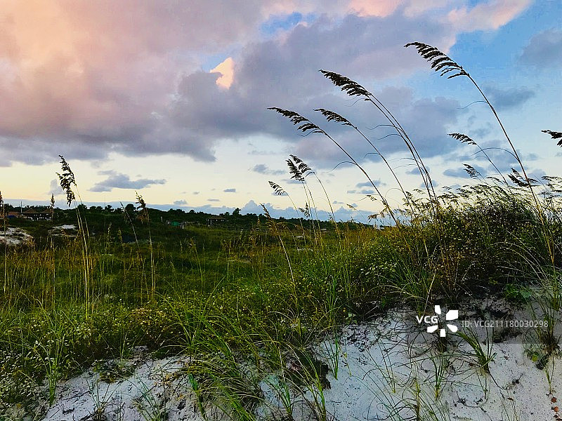 海滩上的海燕麦图片素材