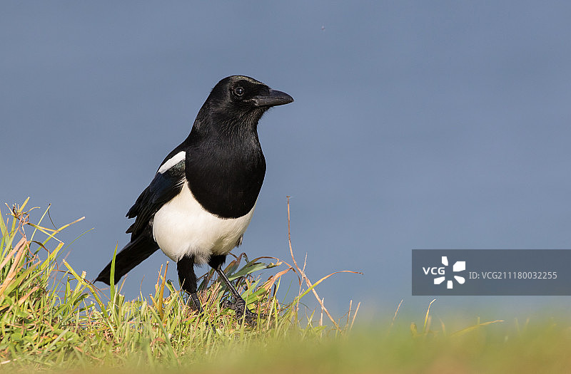 Lauren Tucker 摄影作品图片素材