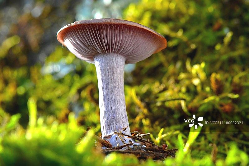 蓝脚雀图片素材