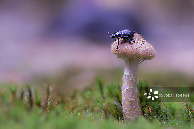 在了望台上图片素材