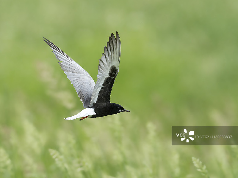 白翅浮鸥图片素材