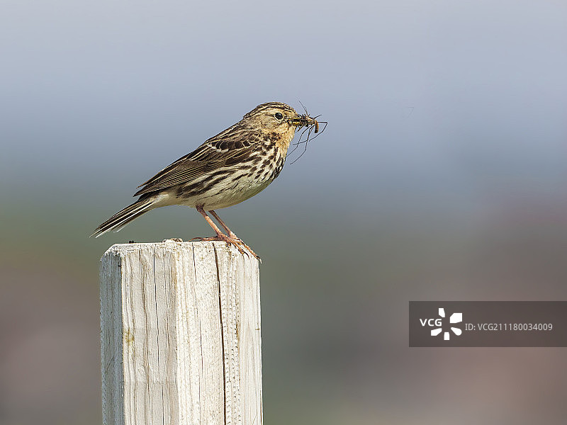 食品配送图片素材