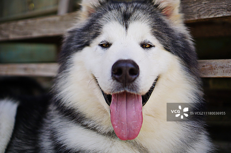 可爱的小狗们图片素材