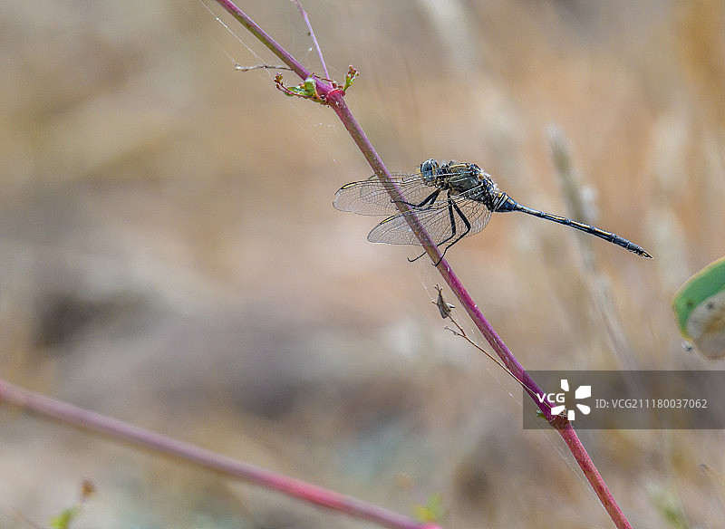 蜻蜓栖息图片素材