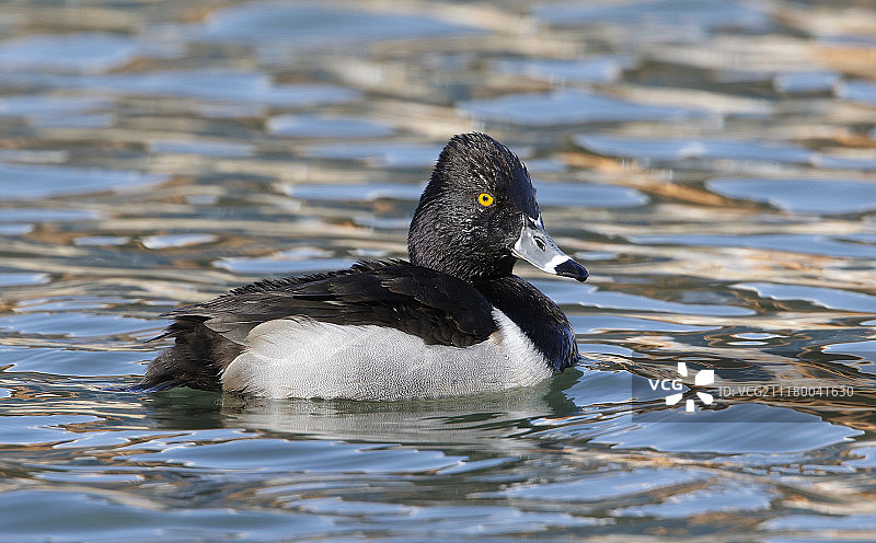 环颈鸭图片素材