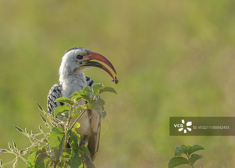 红嘴犀鸟图片素材