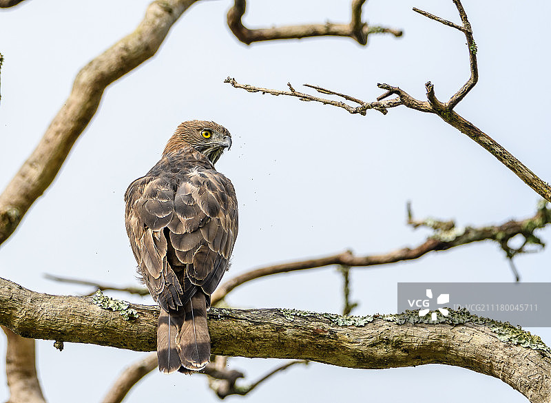 凤头鹰雕图片素材