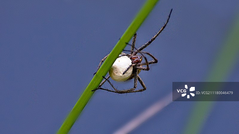 雌性蜘蛛图片素材