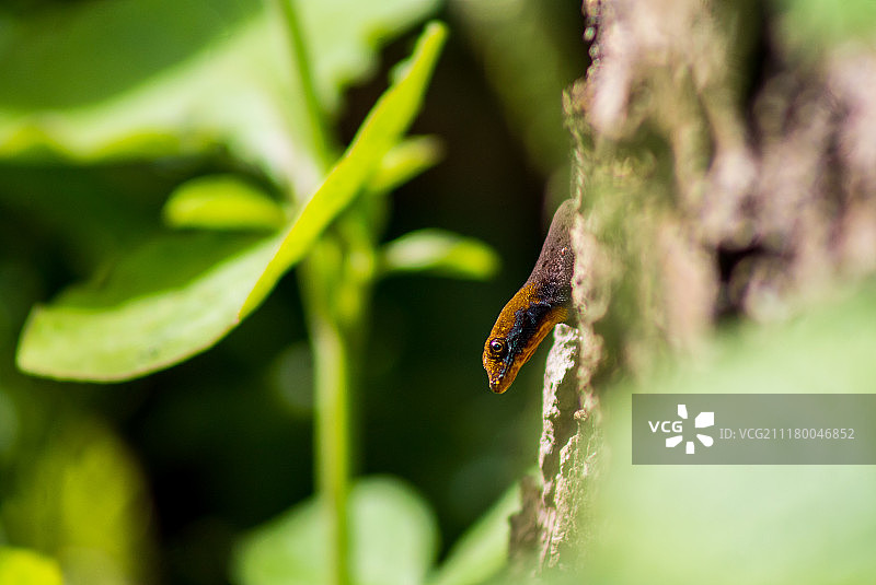 黄头壁虎图片素材
