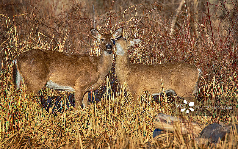 母鹿和小鹿图片素材