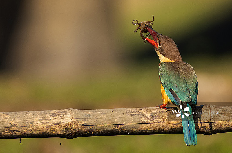 鹳嘴翠鸟图片素材