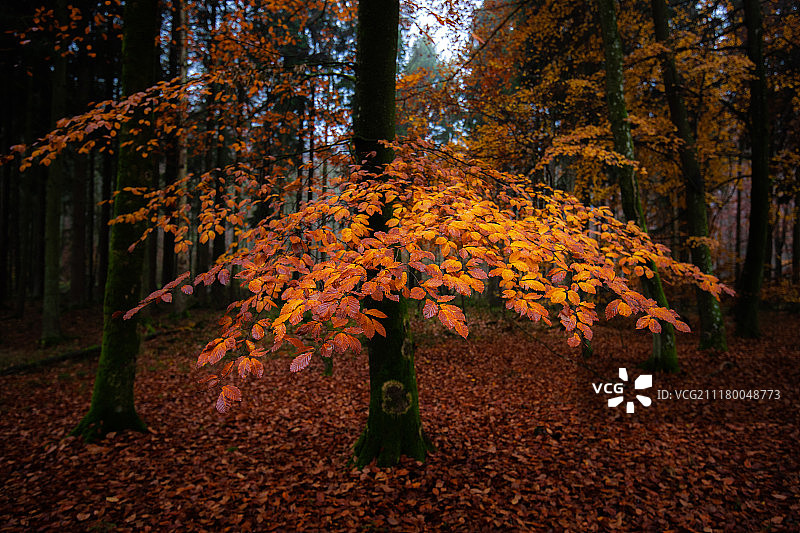 2018年的菲勒达伦2图片素材