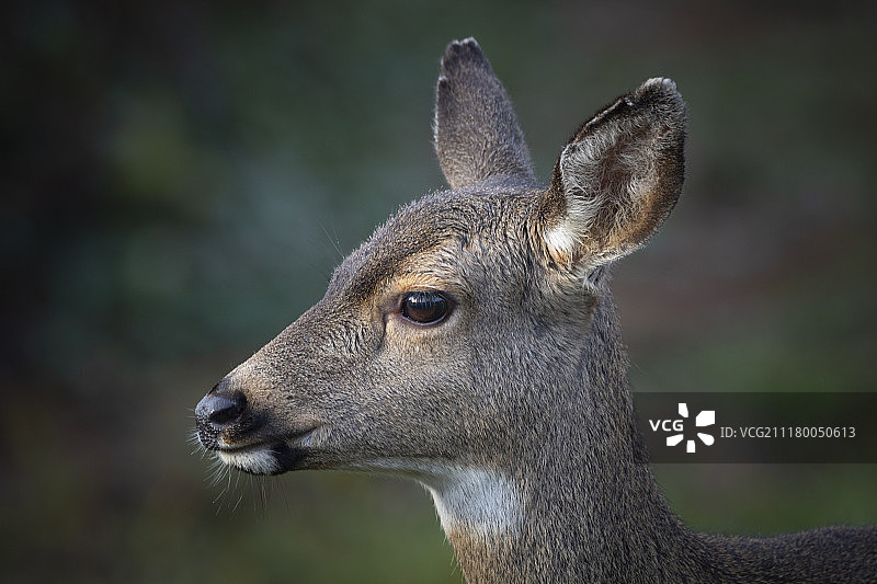 黑尾雌鹿图片素材