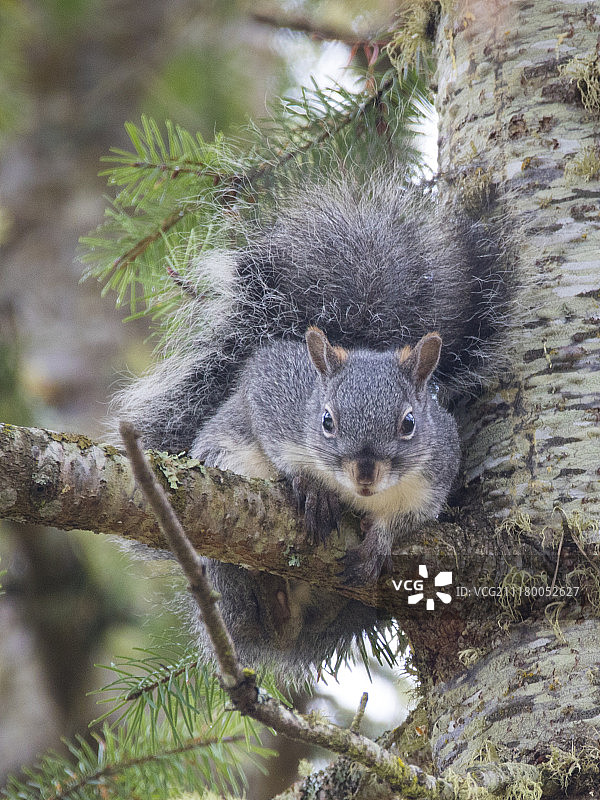 银灰色松鼠图片素材