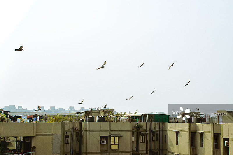 低角度仰视建筑与飞鸟晴空图片素材