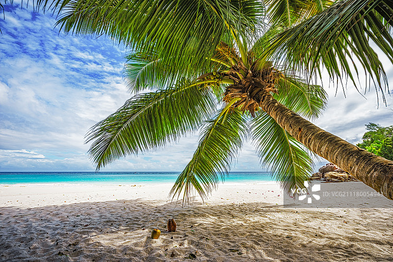 热带海滩上的棕榈树、白色沙滩和碧绿海水图片素材