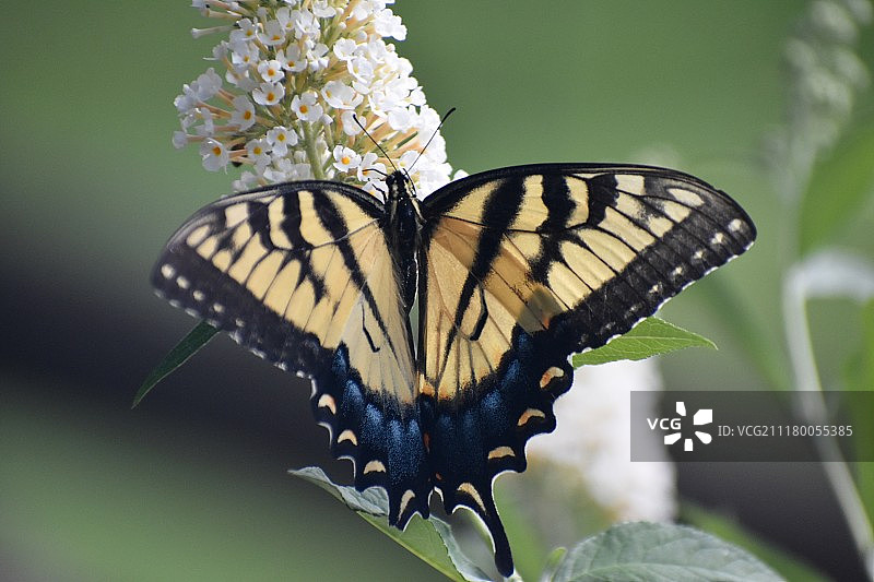 燕尾蝶图片素材