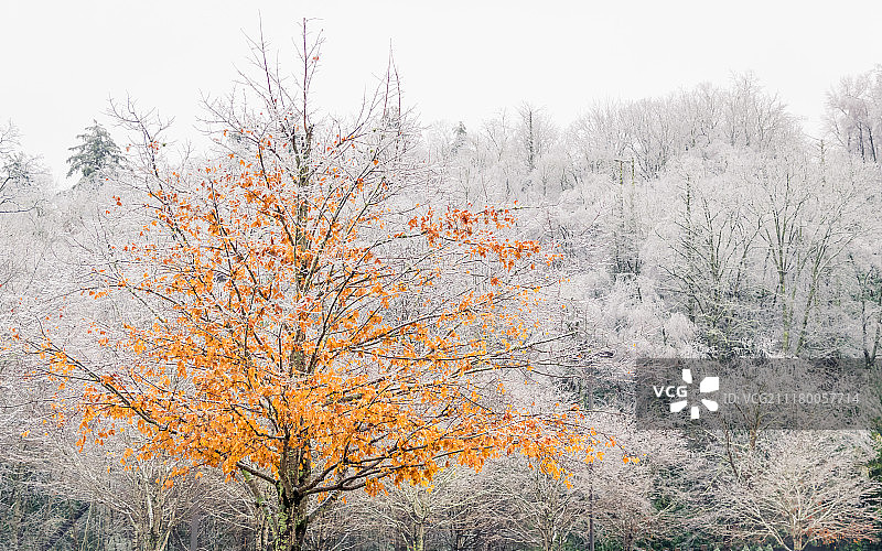 北卡罗来纳州布恩的冰冻野生动物图像图片素材