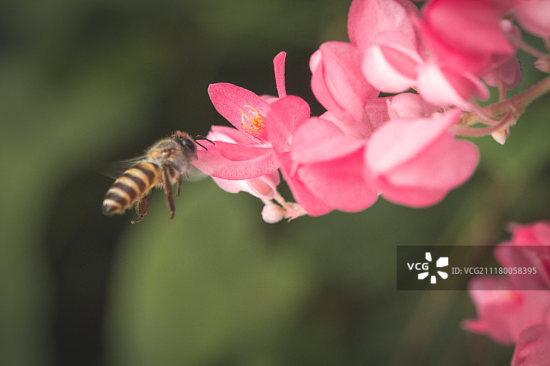 粉色花朵上的小蜜蜂（微距拍摄）图片素材