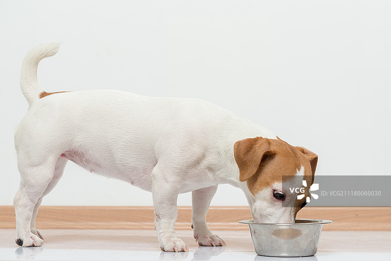 杰克罗素梗幼犬正在吃狗粮图片素材