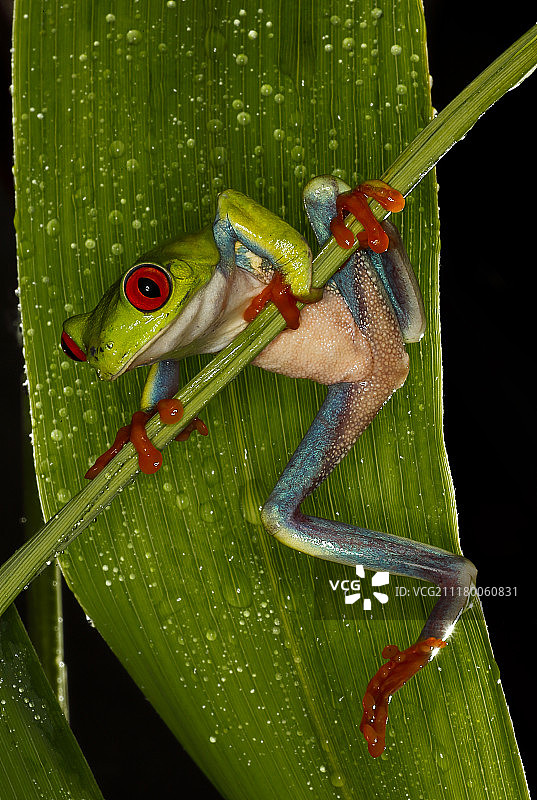 雨树蛙图片素材