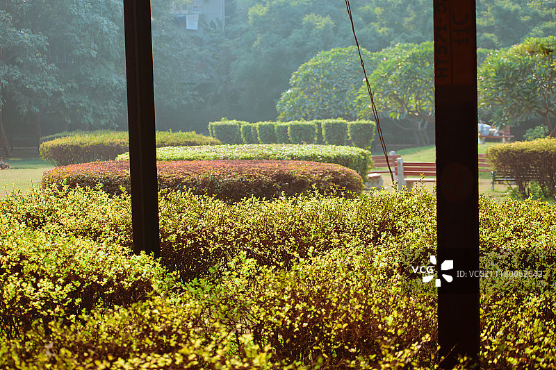 公园里的树图片素材