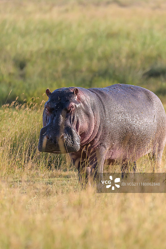 黄昏时分的河马图片素材