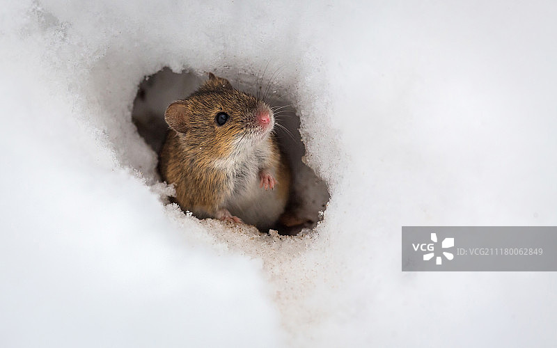 哦！冬天！图片素材