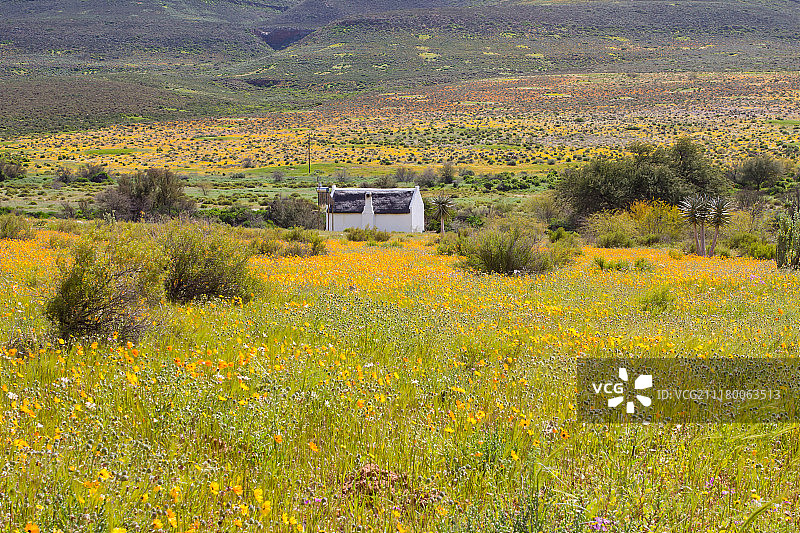 橙色雏菊花田中的白色小屋图片素材