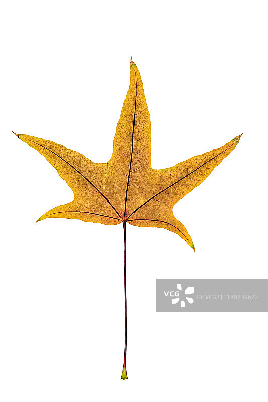 白色背景上的枫叶图片素材