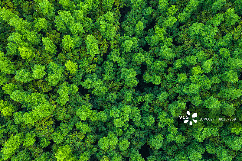 俯拍莫干山竹林图片素材