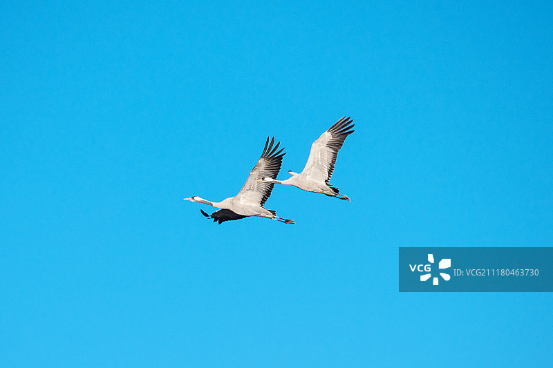 候鸟归来图片素材