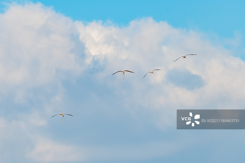 候鸟归来图片素材