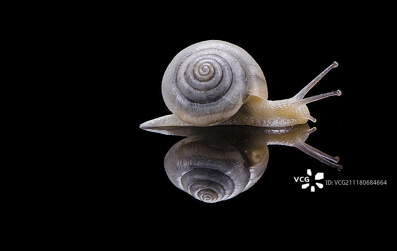 蜗牛图片素材